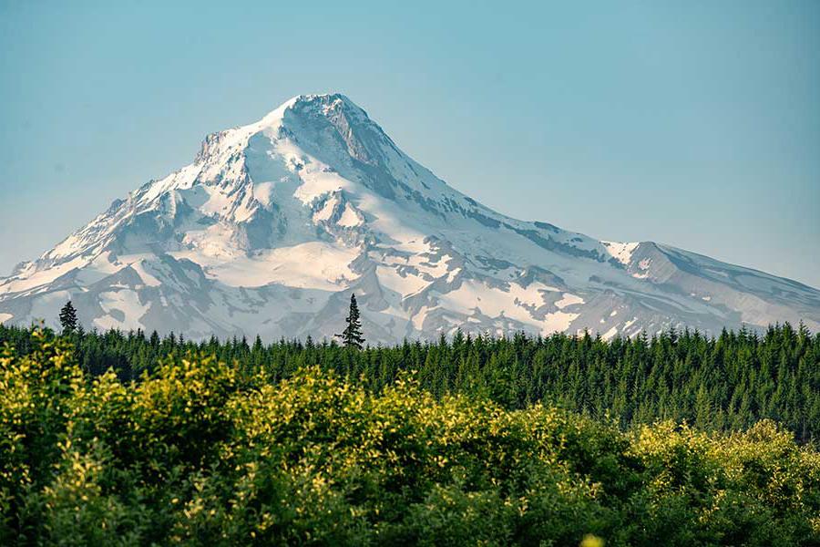 stretch of green pine trees in with a snowy mountain 